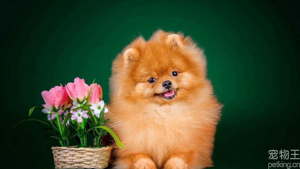 博美犬好养吗？可爱的博美犬饲养注意事项