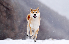 柴犬图片