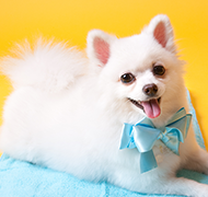 博美犬图片