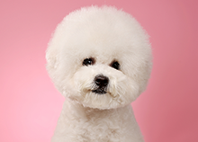 比熊犬图片