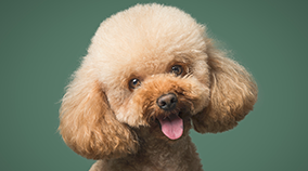 泰迪犬图片