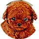 泰迪犬