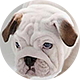 英国斗牛犬