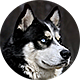 阿拉斯加犬