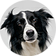 边境牧羊犬