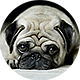 巴哥犬