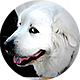 大白熊犬