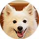 银狐犬