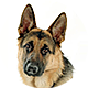 德国牧羊犬