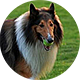 苏格兰牧羊犬