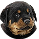 罗威纳犬