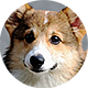 柯基犬