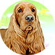 可卡犬