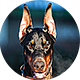 杜宾犬