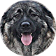 高加索犬