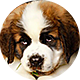 圣伯纳犬