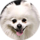 博美犬