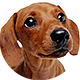 腊肠犬