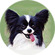 蝴蝶犬