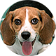 比格犬