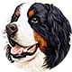 伯恩山犬