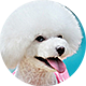 贵宾犬