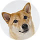 秋田犬