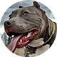 比特犬