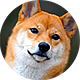 柴犬