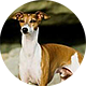 格力犬