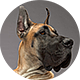 大丹犬