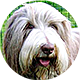 古代牧羊犬