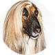 阿富汗猎犬