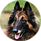 比利时牧羊犬