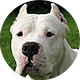 杜高犬