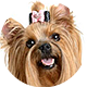 西施犬