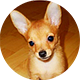 小鹿犬