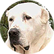 中亚牧羊犬