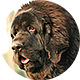纽芬兰犬
