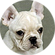 法国斗牛犬