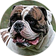 美国斗牛犬