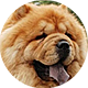 松狮犬