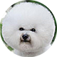 比熊犬
